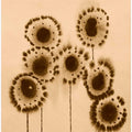 Sepia Sunbursts