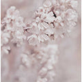 Delicate Cherry Flowers in Soft Focus