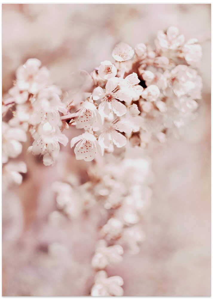 Delicate Cherry flowers