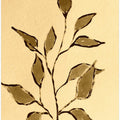 Sepia Leaf Sketch