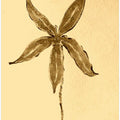 Sepia Blossom
