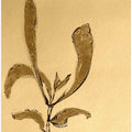 Sepia Leaf Silhouette