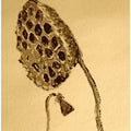 Sepia Lotus Pod