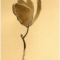 A Tulip On A Creamy Background