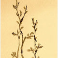 Bamboo Branches On Textured Paper