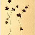 Black Ink Flowers On A Beige Background