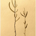 Plants On Textured Paper