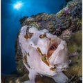 Sun and Frogfish