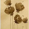 Poppies In Muted Sepia Tones