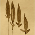 Sepia-toned Plants
