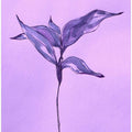 Purple Leaf Grace