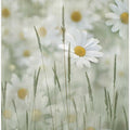 Delicate White Daisies