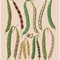 Beans – Dwarf French, Kidney, or Snap From Album Benary (1876 1886) By Ernst Benary