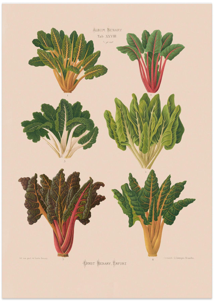 Beet or Swiss Chard From Album Benary (1876 1886) By Ernst Benary