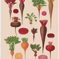 Beets From Album Benary (1876 1886) By Ernst Benary
