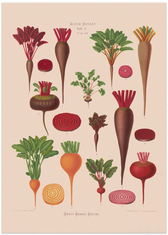 Beets From Album Benary (1876 1886) By Ernst Benary