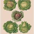 Cabbages From Album Benary (1876 1886) By Ernst Benary Copy