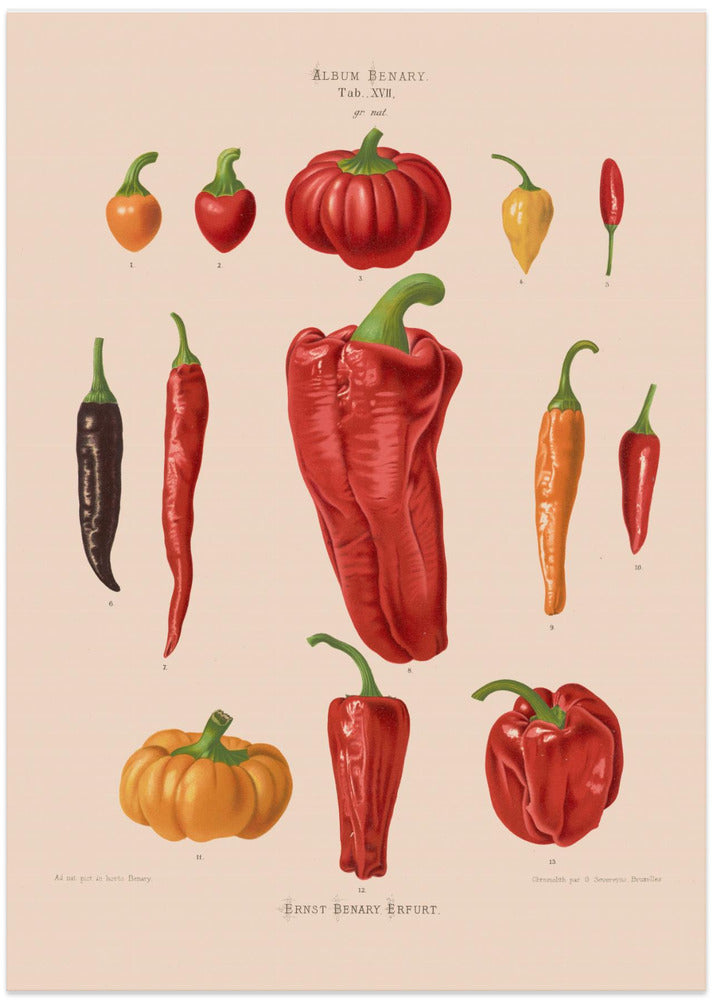 Capsicums, or Chili Peppers From Album Benary (1876 1886) By Ernst Benary