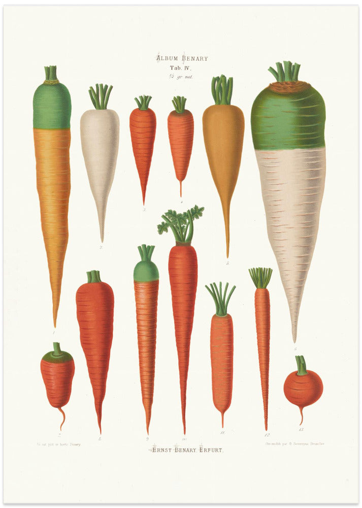 Carrots From Album Benary (1876 1886) By Ernst Benary