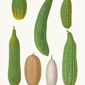 Cucumbers From Album Benary (1876 1886) By Ernst Benary