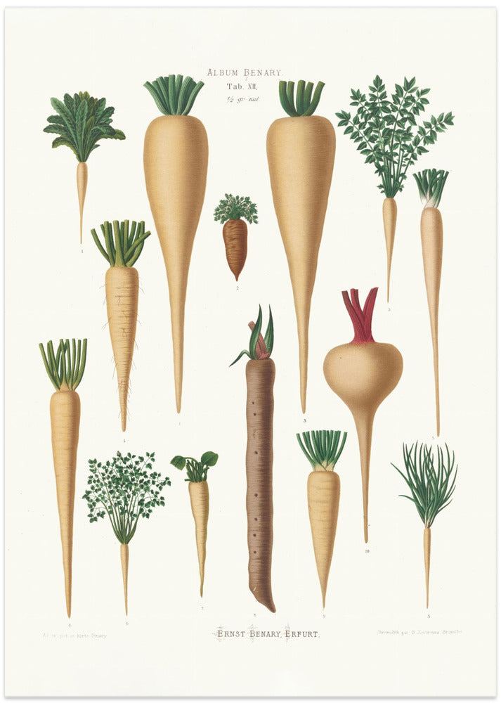 Culinary Roots From Album Benary (1876 1886) By Ernst Benary
