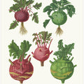 Kohl Rabi, or Turnip Rooted Cabbage From Album Benary (1876 1886) By Ernst Benary