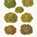 Lettuces – Cabbage Varieties From Album Benary (1876 1886) By Ernst Benary Copy