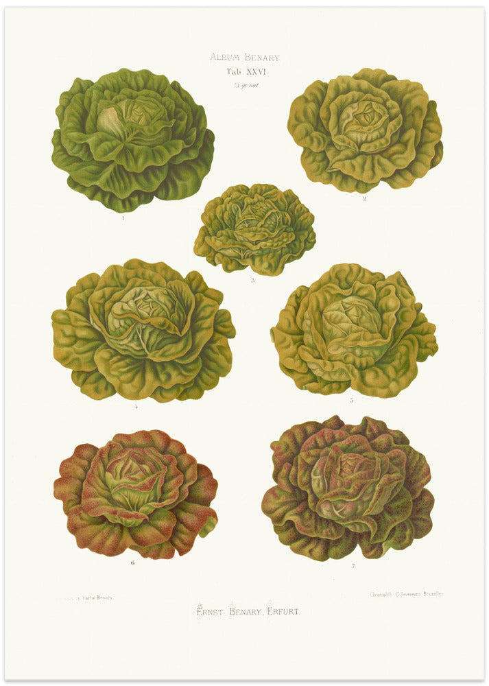 Lettuces – Cabbage Varieties From Album Benary (1876 1886) By Ernst Benary Copy