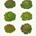 Lettuces – Cabbage Varieties From Album Benary (1876 1886) By Ernst Benary