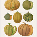 Melons From Album Benary (1876 1886) By Ernst Benary