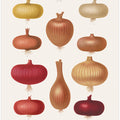Onions 2 From Album Benary (1876 1886) By Ernst Benary