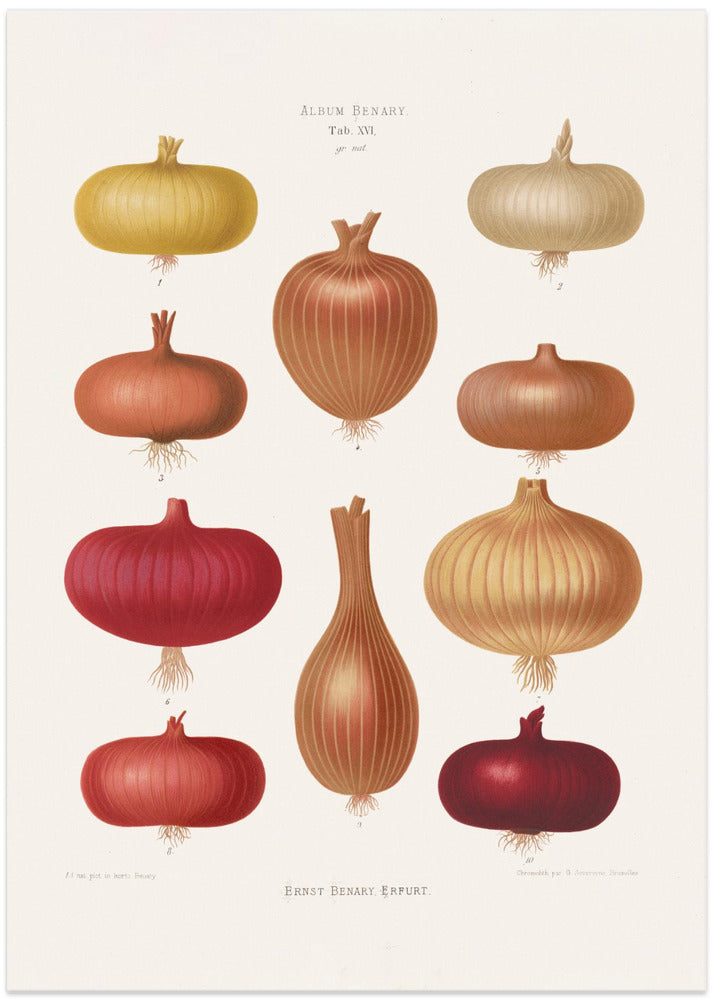 Onions 2 From Album Benary (1876 1886) By Ernst Benary