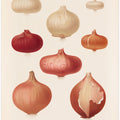 Onions From Album Benary (1876 1886) By Ernst Benary