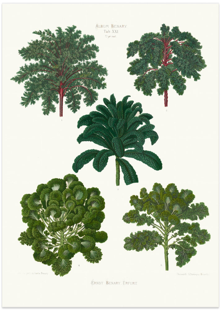 Ornamental Borecoles, or Kales From Album Benary (1876 1886) By Ernst Benary