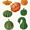 Ornamental Gourds From Album Benary (1876 1886) By Ernst Benary