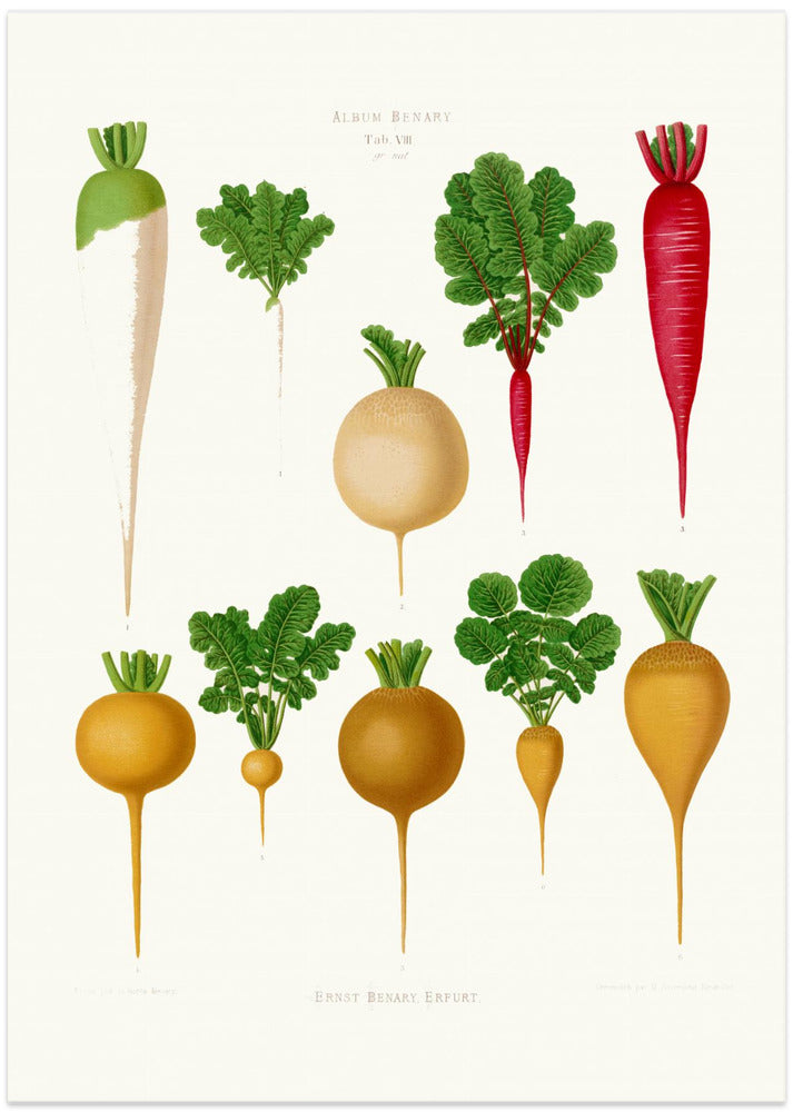 Radishes From Album Benary (1876 1886) By Ernst Benary Copy