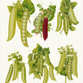 Peas From Album Benary (1876 1886) By Ernst Benary