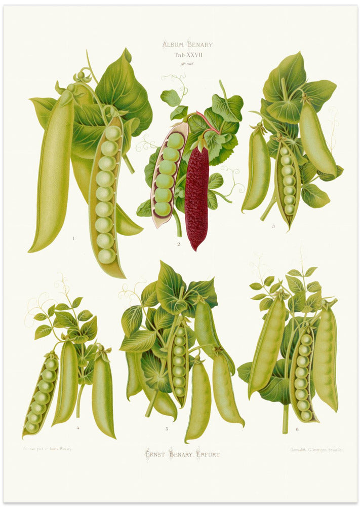 Peas From Album Benary (1876 1886) By Ernst Benary