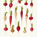 Radishes From Album Benary (1876 1886) By Ernst Benary
