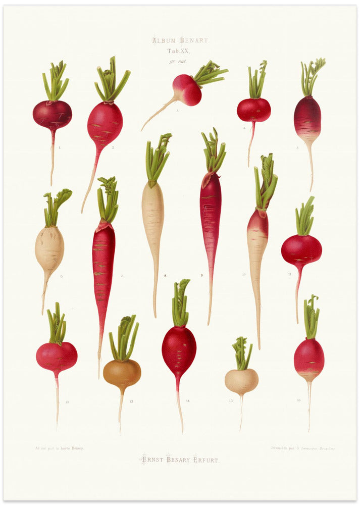 Radishes From Album Benary (1876 1886) By Ernst Benary