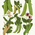 Sugar, or Edible Podded Peas From Album Benary (1876 1886) By Ernst Benary