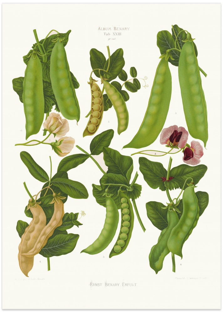 Sugar, or Edible Podded Peas From Album Benary (1876 1886) By Ernst Benary
