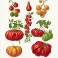 Tomatoes, or Love Apples From Album Benary (1876 1886) By Ernst Benary.