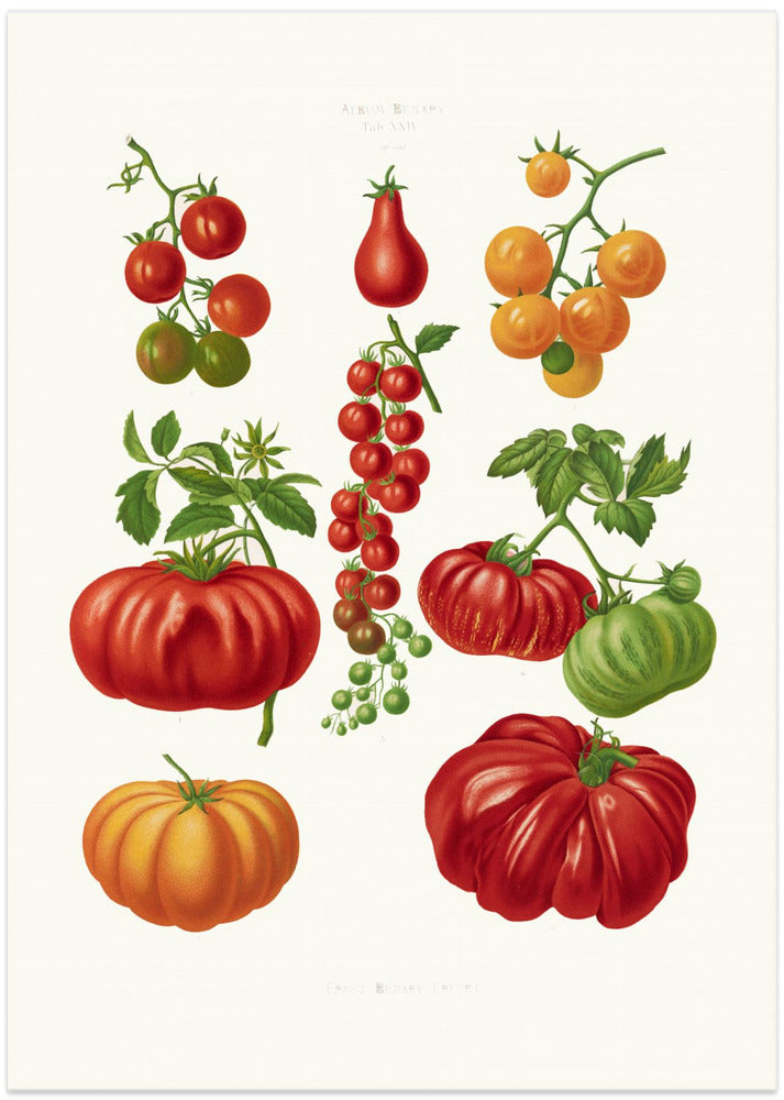 Tomatoes, or Love Apples From Album Benary (1876 1886) By Ernst Benary.