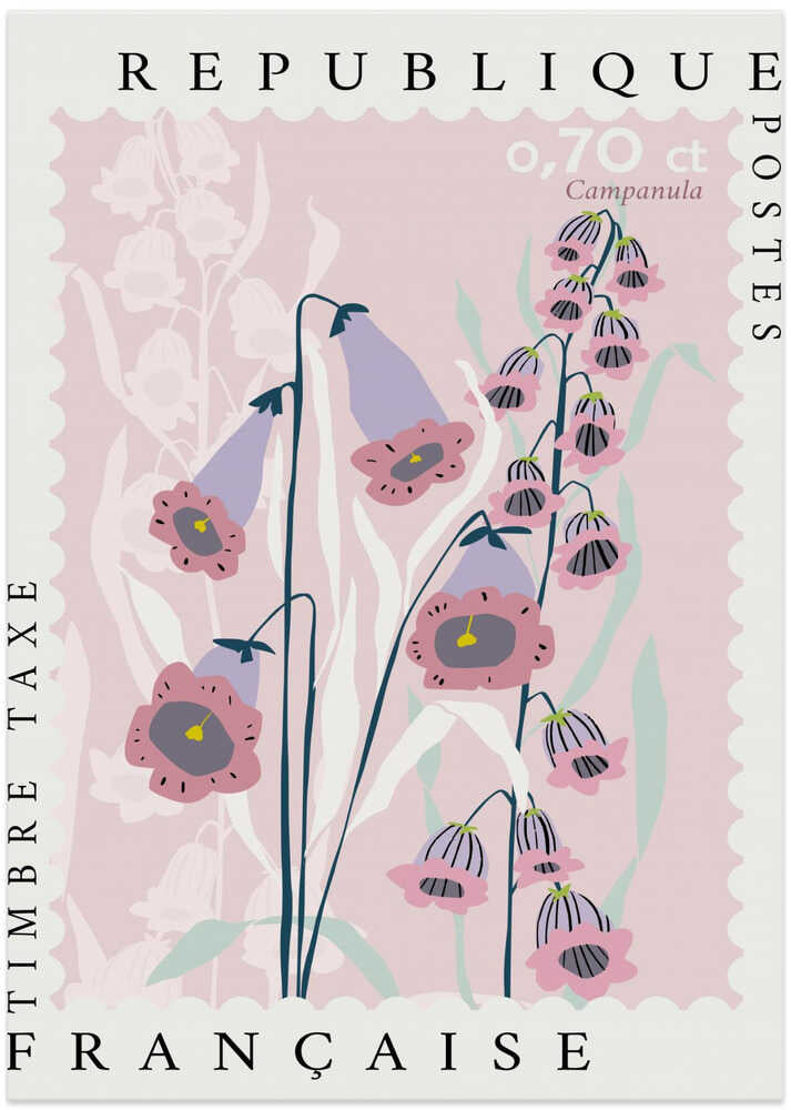 Elegant Pink and Purple Campanula Flowers