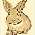 Gentle Bunny Sketch