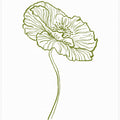 Pale Poppy Sketch