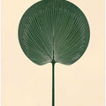 Green Palm Leaf