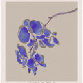 Blue Orchid Serenity