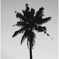 Lone Palm Silhouette
